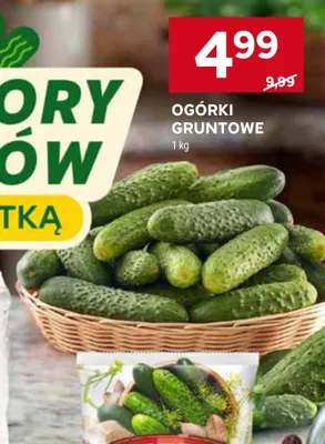 Ogórki gruntowe promocja w Stokrotka