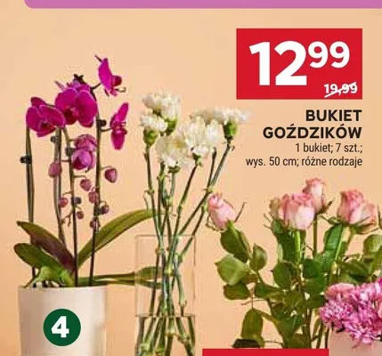 Bukiet goździków promocja w Stokrotka