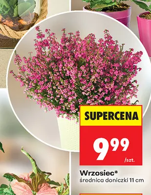 Wrzosiec promocja w Biedronka