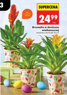 Bromelia w doniczce wielkanocnej promocja w Biedronka