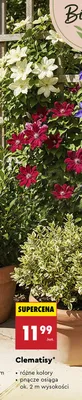 Clematisy różne kolory promocja w Biedronka
