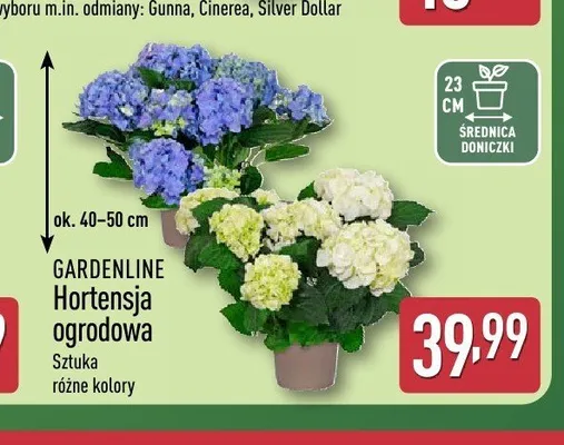 Hortensja ogrodowa Gardenline promocja w Aldi