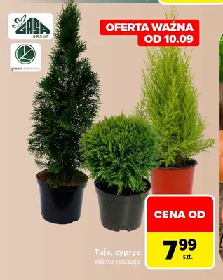 Tuja Gasa Group promocja w Carrefour