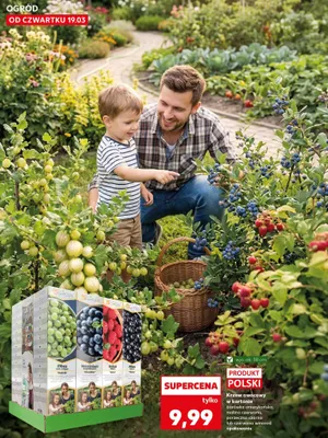 Krzew owocowy w kartonie borówka amerykańska promocja w Kaufland