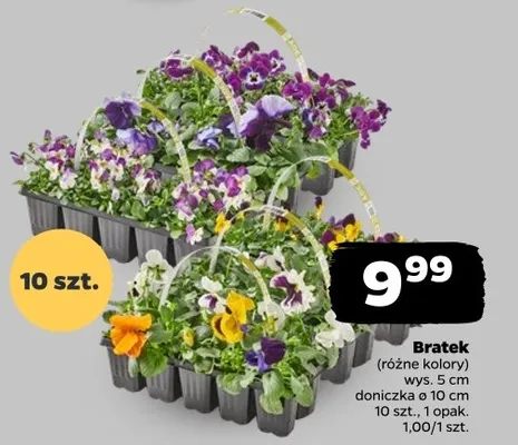 Bratek promocja w Netto