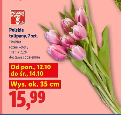 Polskie tulipany 7 szt. promocja w Lidl