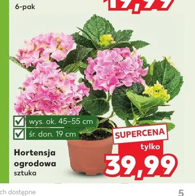 Hortensja ogrodowa wys. 45-55cm śr. don. 19cm promocja w Kaufland