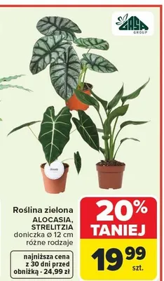 Roślina zielona ALOCASIA, STRELITZIA promocja w Carrefour