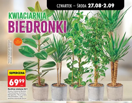 Roślina zielona Xl Fikus Lyrata promocja w Biedronka
