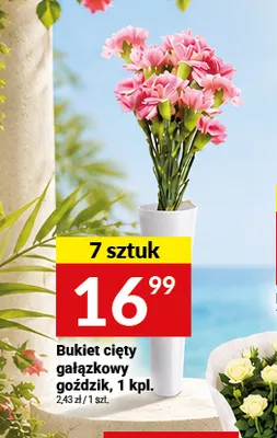 Bukiet cięty goździk gałązkowy promocja w Twój Market
