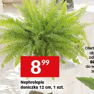 Nephrolepis doniczka promocja w Twój Market