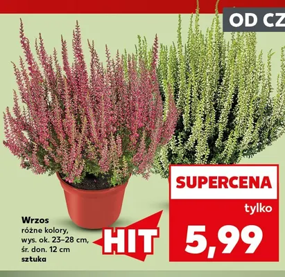 Wrzos promocja w Kaufland