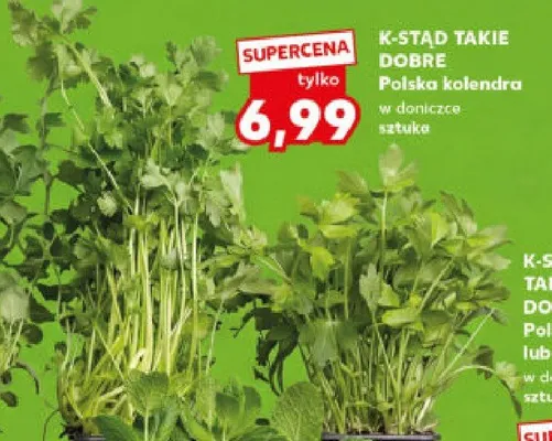 Kolendra polska w doniczce promocja w Kaufland