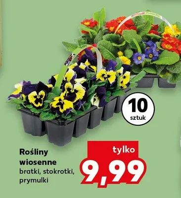 Rośliny wiosenne bratki, stokrotki, prymulki 10 szt. promocja w Kaufland