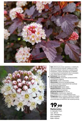 Pęcherznica Red Baron promocja w Bricomarche
