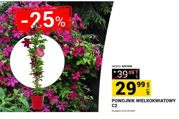 Powojnik wielkokwiatowy C2 promocja w Merkury Market