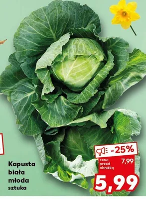 Kapusta biała młoda promocja w Kaufland