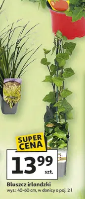 Bluszcz irlandzki promocja w Auchan