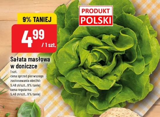 Sałata masłowa w doniczce promocja w POLOmarket