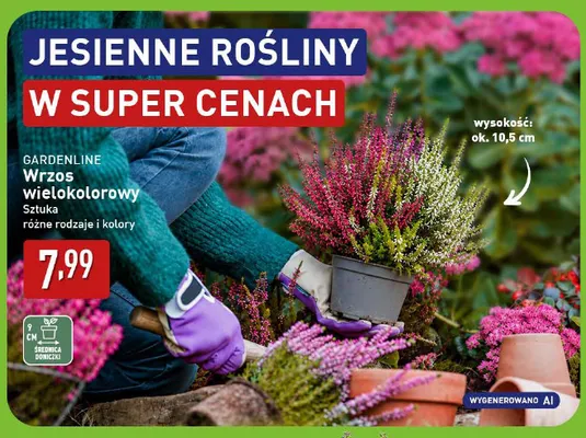 Wrzos wielokolorowy Gardenline promocja w Aldi
