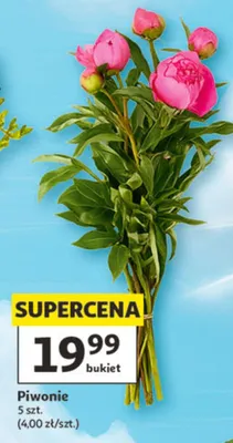 Piwonie 5szt. promocja w Auchan
