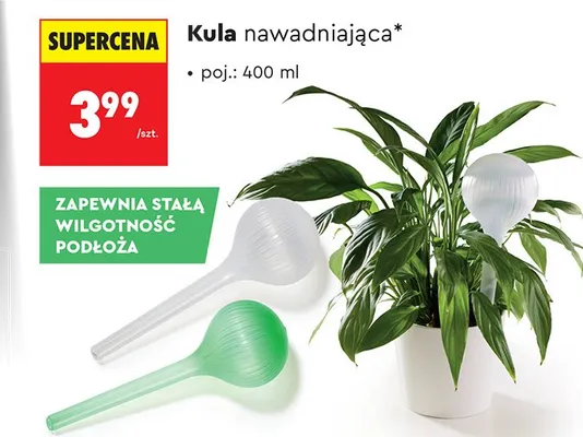 Kula nawadniająca promocja w Biedronka