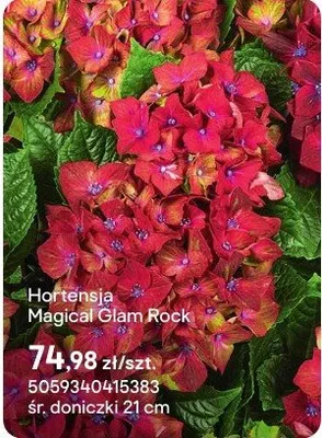 Hortensja Magical Glam Rock promocja w Castorama