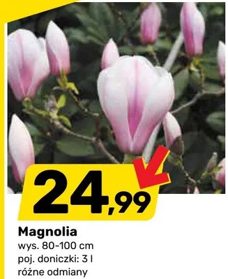 Magnolia promocja w Bricomarche
