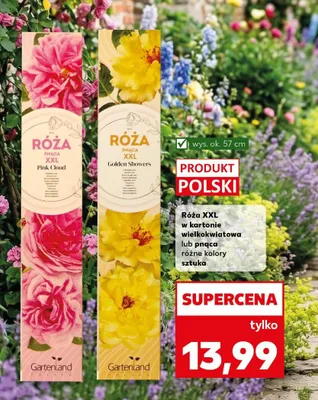 Róża XXL w kartonie wielkokwiatowa lub pnąca różne kolory promocja w Kaufland
