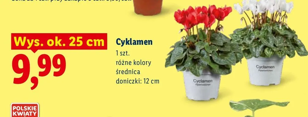 Cyklamen promocja w Lidl