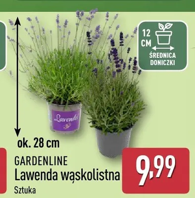 Lawenda wąskolistna GARDENLINE promocja w Aldi