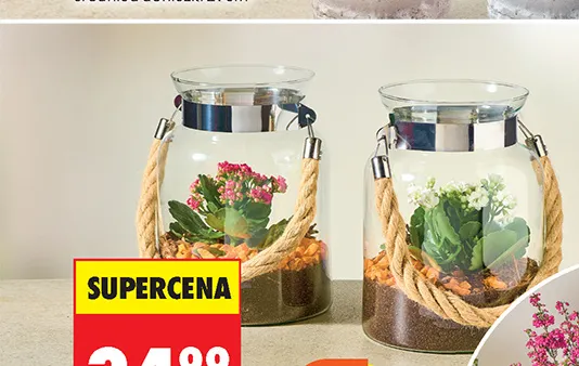 Kalanchoe w szkle promocja w Biedronka