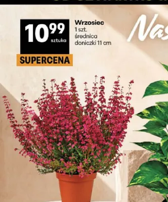 Wrzosiec promocja w Delikatesy Centrum