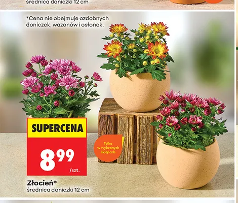 Złocień promocja w Biedronka