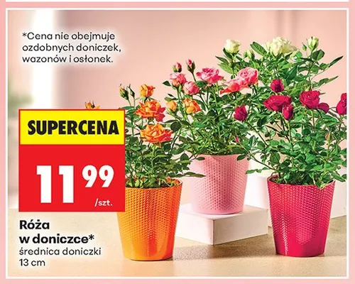Róża w doniczce średnica doniczki 13cm promocja w Biedronka