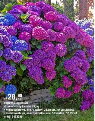 Hortensja ogrodowa różne odmiany i wielkości promocja w OBI