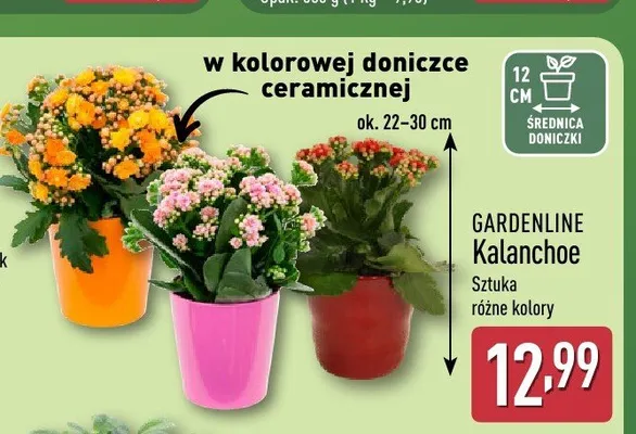 Kalanchoe Gardenline promocja w Aldi