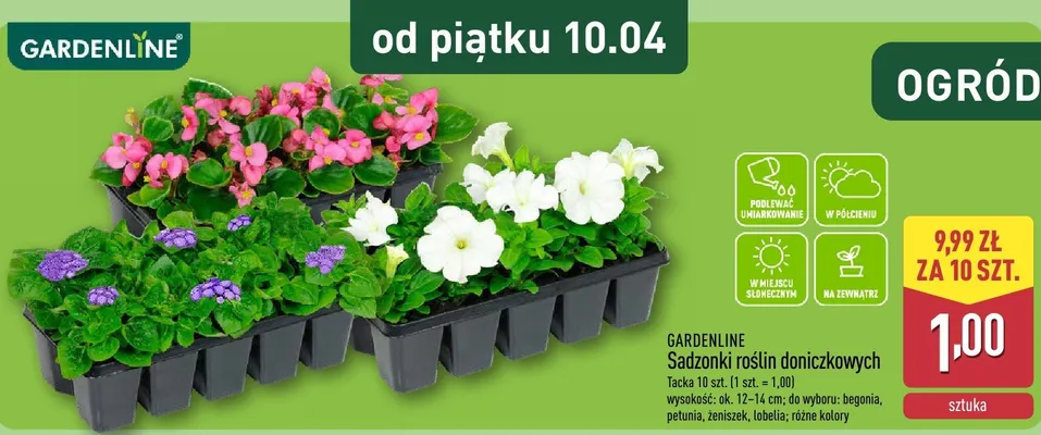 Sadzonki roślin doniczkowych promocja w Aldi