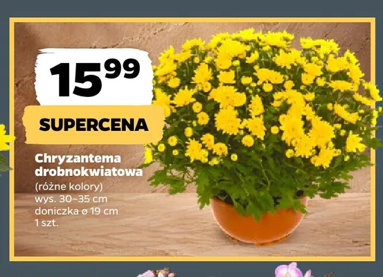 Chryzantema drobnokwiatowa promocja w Netto
