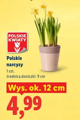 Polskie narcyzy promocja w Lidl