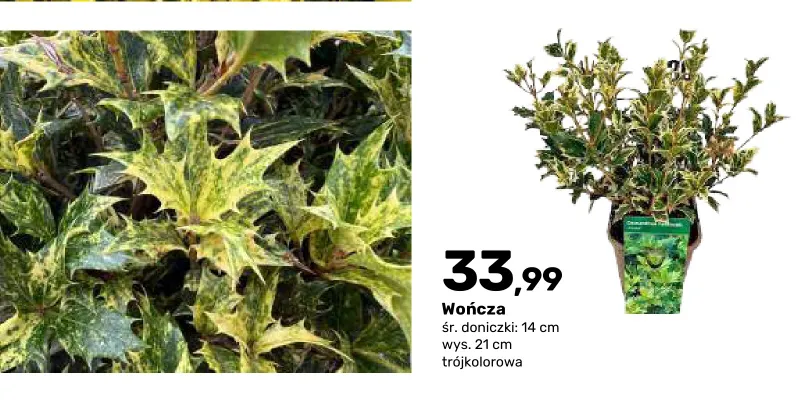 Wończa trójkolorowa promocja w Bricomarche