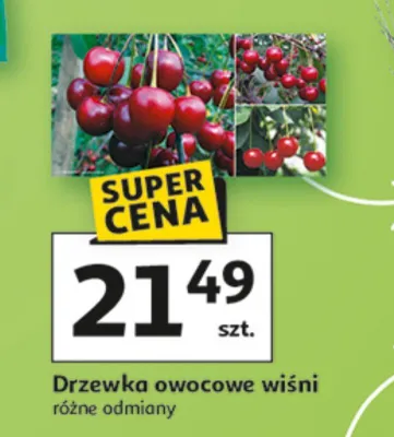 Drzewka owocowe wiśni promocja w Auchan