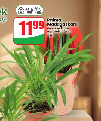 Palma Madagaskaru promocja w Dino
