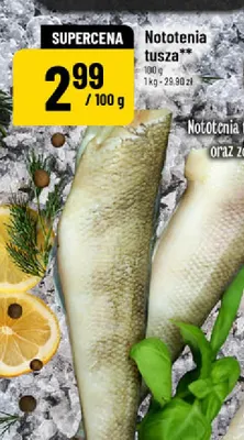 Nototenia tusza promocja w POLOmarket