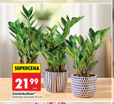Zamiokulkas promocja w Biedronka