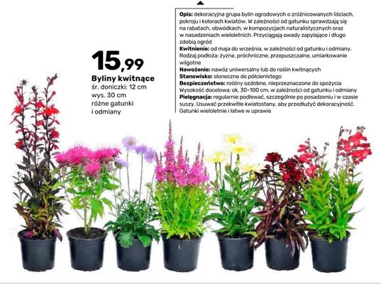 Byliny kwitnące promocja w Bricomarche
