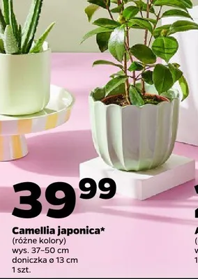 Camellia japonica (różne kolory) promocja w Netto