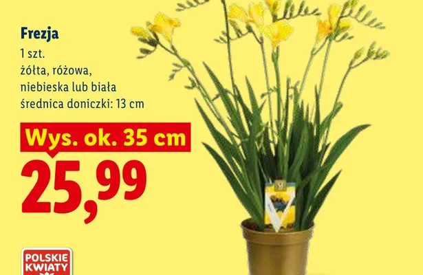 Frezja różowa promocja w Lidl