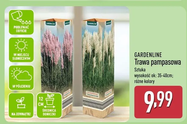 Trawa pampasowa promocja w Aldi