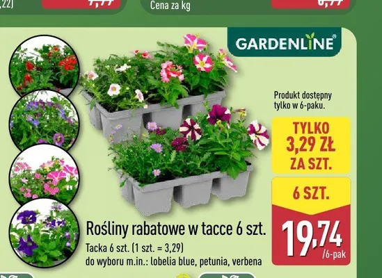 Rośliny rabatowe verbena GARDENLINE 6-pak promocja w Aldi